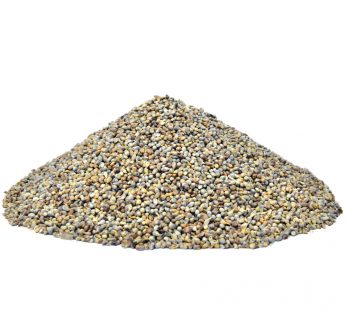 Bajra (Pearl Millet)